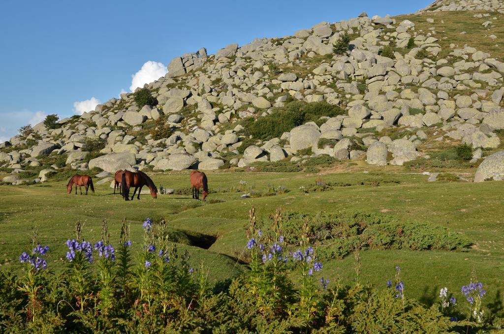 Gite Du Chalet Pietri Olivese Eksteriør billede